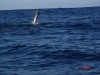 Sailfish Jump Shot